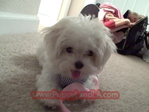 teacup maltese